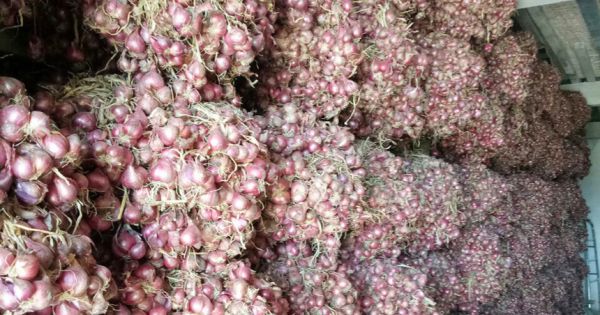 Gần 50 tấn hành tím Sóc Trăng được 'giải cứu'