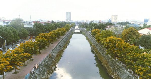 Sắc vàng giáng hương đẹp đến nao lòng ở TP Vinh