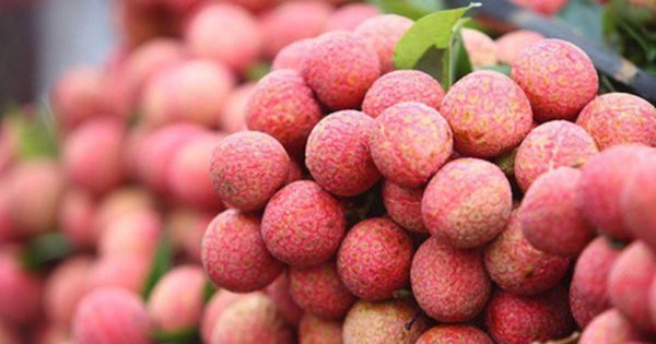 Hải Dương đưa đặc sản vải thiều lên sàn thương mại điện tử