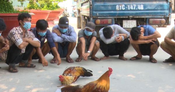 An Giang: Triệt xóa tụ điểm đá gà ăn tiền, bắt giữ 26 đối tượng