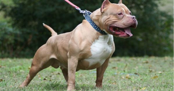 Long An: Chó Pitbull cắn chết người trong quán cà phê, tấn công chủ trọng thương