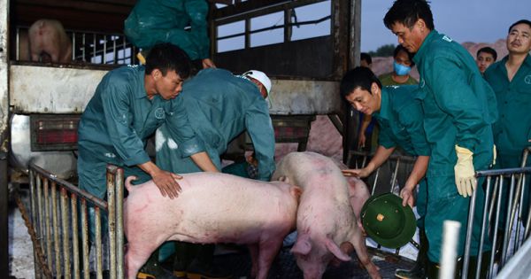 Việt Nam tạm ngừng nhập khẩu heo sống từ Thái Lan