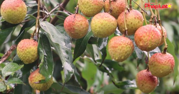 Uông Bí, Quảng Ninh: Vải chín sớm Phương Nam gặp nhiều khó khăn khi bước vào thu hoạch