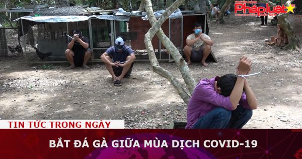 Bắt đá gà giữa mùa dịch Covid-19