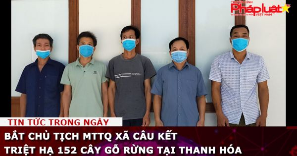 Bắt Chủ tịch MTTQ xã câu kết triệt hạ 152 cây gỗ rừng tại Thanh Hóa