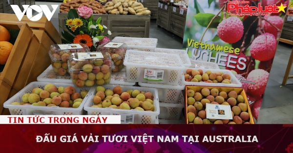Đấu giá vải tươi Việt Nam tại Australia