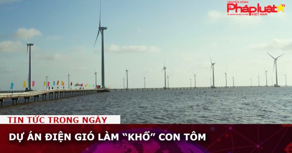 Dự án điện gió làm “khổ” con tôm