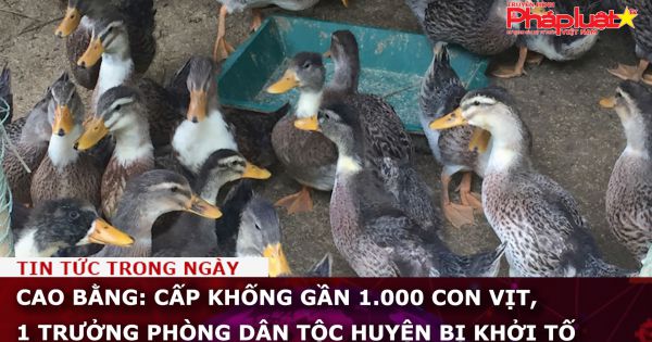 Cao Bằng: Cấp khống gần 1.000 con vịt, 1 trưởng phòng Dân tộc huyện bị khởi tố
