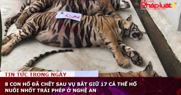 8 con hổ đã chết sau vụ bắt giữ 17 cá thể hổ nuôi nhốt trái phép ở Nghệ An