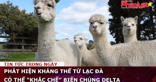 Phát hiện kháng thể từ lạc đà có thể “khắc chế” biến chủng Delta