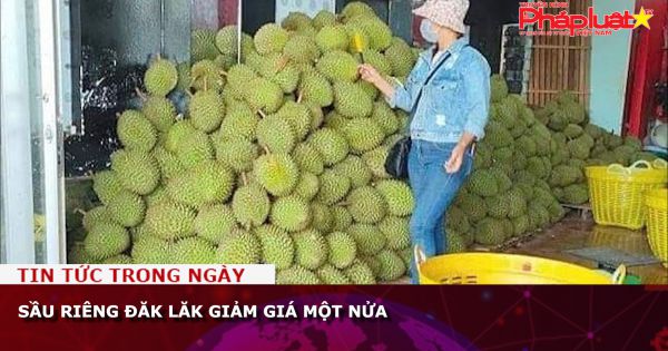 Sầu riêng Đăk Lăk giảm giá một nửa