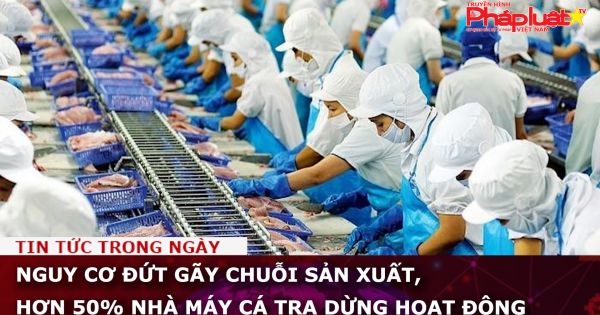 Nguy cơ đứt gãy chuỗi sản xuất, hơn 50% nhà máy cá tra dừng hoạt động