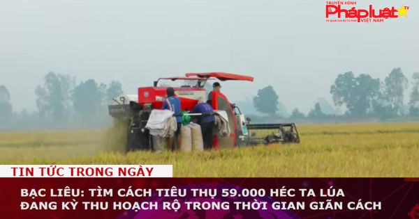 Bạc Liêu: Tìm cách tiêu thụ 59.000 héc ta lúa đang kỳ thu hoạch rộ trong thời gian giãn cách