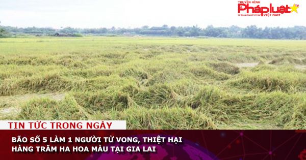Bão số 5 làm 1 người tử vong, thiệt hại hàng trăm ha hoa màu tại Gia Lai