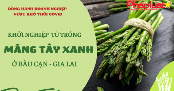 Đồng hành DN vượt khó thời Covid, số 09: Khởi nghiệp từ trồng măng tây xanh ở Bàu Cạn - Gia Lai