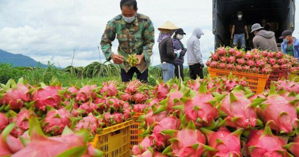 Chính thức bảo hộ chỉ dẫn địa lý tại Nhật Bản đối với thanh long Bình Thuận