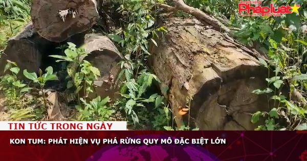 Kon Tum: Phát hiện vụ phá rừng quy mô đặc biệt lớn
