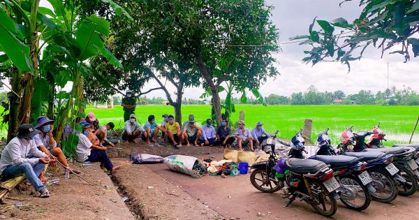 Bạc Liêu: Triệt xóa điểm đá gà ăn tiền giữa cánh đồng