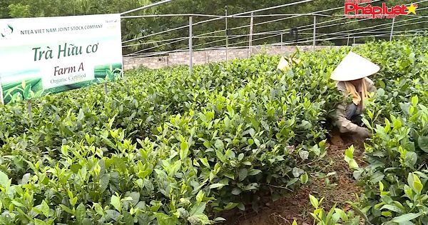 NTEA Group - Mang văn hóa Việt vươn tầm thế giới