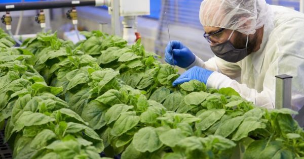 Nhật Bản xin cấp phép vaccine Covid-19 từ thực vật đầu tiên trên thế giới