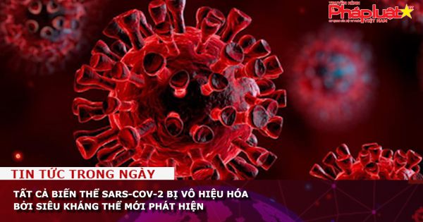 Tất cả biến thể SARS-CoV-2 bị vô hiệu hóa bởi siêu kháng thể mới phát hiện