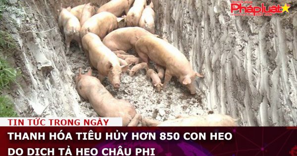 Thanh Hóa tiêu hủy hơn 850 con heo do dịch tả heo châu Phi