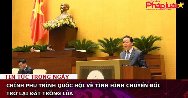 Chính phủ trình Quốc hội về tình hình chuyển đổi trở lại đất trồng lúa