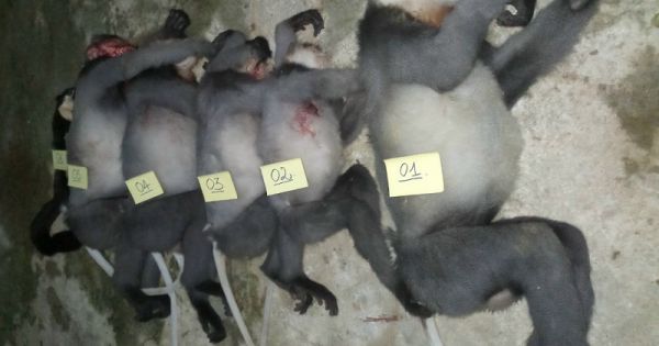 Xác định 2 đối tượng bắn chết 5 con voọc chà vá chân xám tại Quảng Ngãi