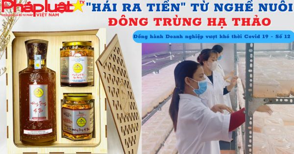 Đồng hành doanh nghiệp vượt khó thời COVID, Số 12: “Hái ra tiền” từ nghề nuôi đông trùng hạ thảo