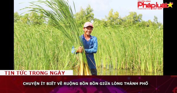 Chuyện ít biết về ruộng bồn bồn giữa lòng thành phố