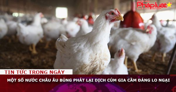 Một số nước châu Âu bùng phát lại dịch cúm gia cầm đáng lo ngại