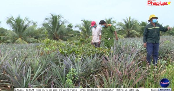 Tiền Giang: Công an xã Phước Lập, huyện Tân Phước bắt quả tang đối tượng trộm mai vàng