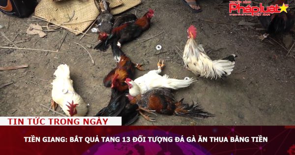 Tiền Giang: Bắt quả tang 13 đối tượng đá gà ăn thua bằng tiền
