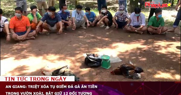 An Giang: Triệt xóa tụ điểm đá gà ăn tiền trong vườn xoài, bắt giữ 12 đối tượng