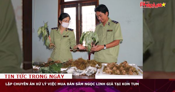 Lập chuyên án xử lý việc mua bán sâm Ngọc Linh giả tại Kon Tum