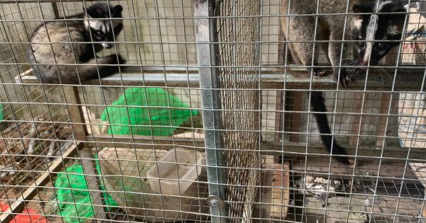 Phát hiện kho động vật hoang dã bán cho các nhà hàng dịp Tết tại Đà Nẵng