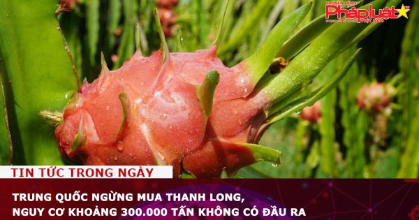 Trung Quốc ngừng mua thanh long, nguy cơ khoảng 300.000 tấn không có đầu ra
