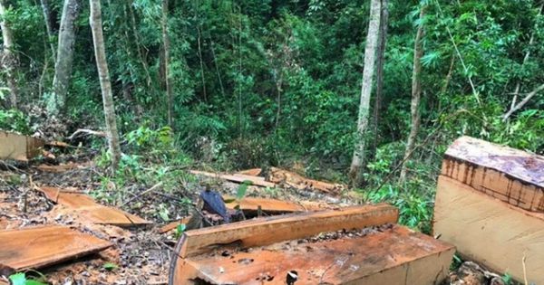 Gia Lai: Khởi tố thêm 10 đối tượng trong vụ khai thác hơn 84m3 gỗ trái phép