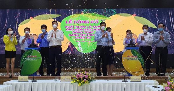 Lô xoài đầu tiên của Đồng Tháp xuất khẩu vào thị trường EU với giá 11-13 euro/kg