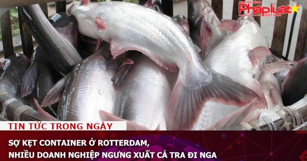 Sợ kẹt container ở Rotterdam, nhiều doanh nghiệp ngưng xuất cá tra đi Nga