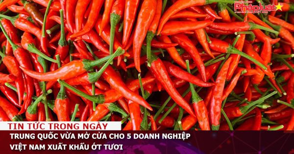 Trung quốc vừa mở cửa cho 5 doanh nghiệp Việt Nam xuất khẩu ớt tươi