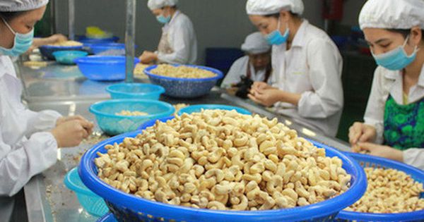 Vụ 36 container điều bị mất kiểm soát, Vinacas muốn được Interpol Việt Nam hỗ trợ