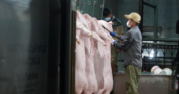 Xử phạt 182 triệu đồng lò mổ lớn nhất Đà Nẵng vì xả thải ra môi trường