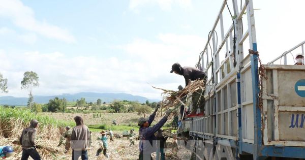 Bộ Công Thương gia hạn điều tra chống lẩn tránh phòng vệ thương mại với đường mía