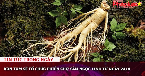 Kon Tum sẽ tổ chức phiên chợ sâm Ngọc Linh từ ngày 24/4