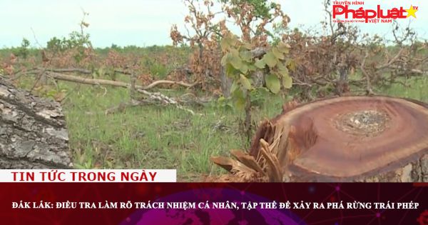 Đắk Lắk: Điều tra làm rõ trách nhiệm cá nhân, tập thể để xảy ra phá rừng trái phép