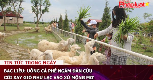 Bạc Liêu: Uống cà phê ngắm đàn cừu, cối xay gió như lạc vào xứ mộng mơ