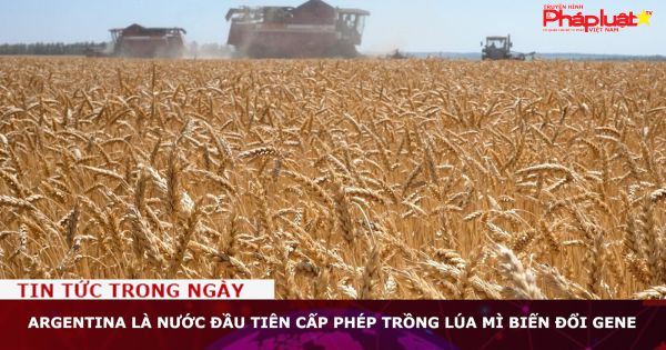 Argentina là nước đầu tiên cấp phép trồng lúa mì biến đổi gene