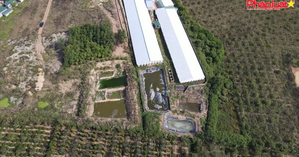 Huyện Cư Jut (Đăk Nông): Người dân phản ánh trại chăn nuôi heo bốc mùi hôi thối, xả thải gây ô nhiễm môi trường