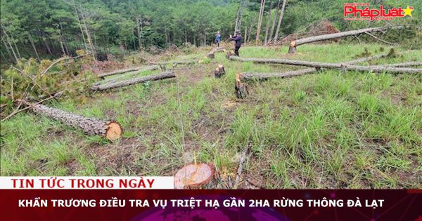 Khẩn trương điều tra vụ triệt hạ gần 2ha rừng thông Đà Lạt